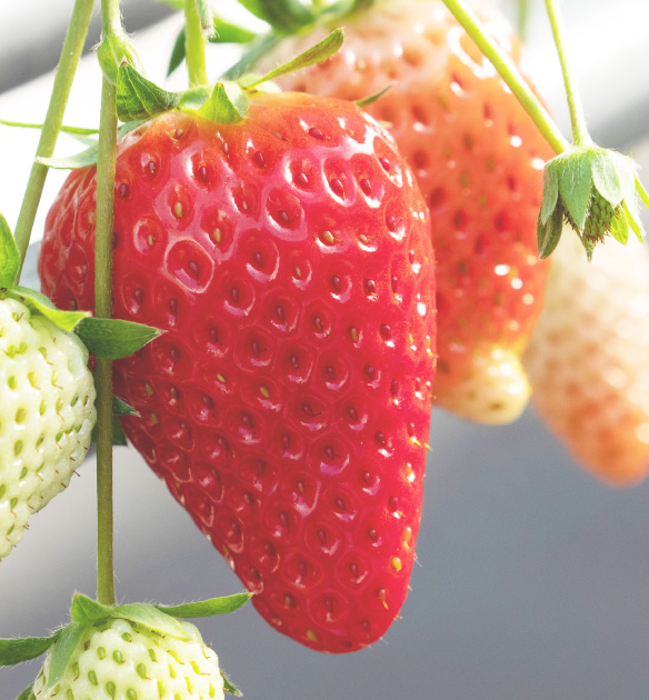 きらぴ香について